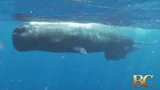 Whale sinks yacht in South Pacific, sailors rescued alive 18 hours later