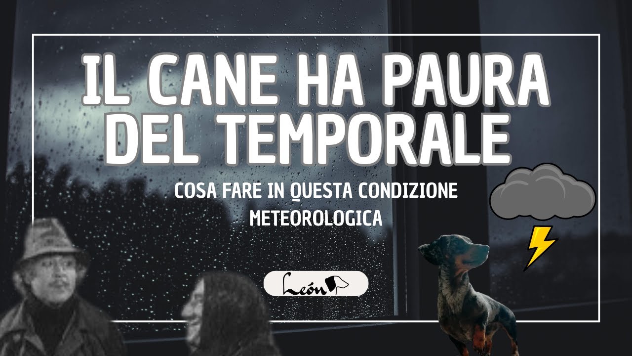 Cosa fare se il cane ha paura del TEMPORALE 🌩️