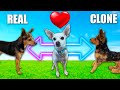 Testing Our Crush To See Who She Loves More! Dog VS Clone - PawZam Dogs