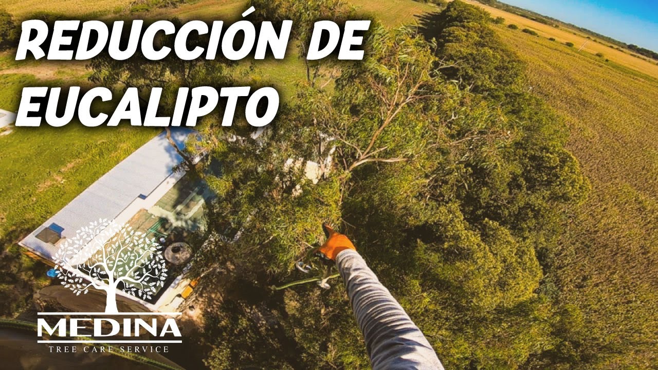 Poda de Eucalipto / Reducción de altura
