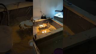 I Built my Dream Turtle Pond #turtlepond #babyturtles