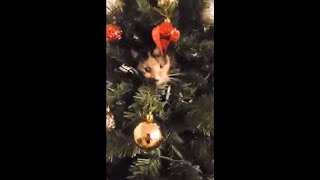 Kitty Caught Hiding Inside The Christmas Tree