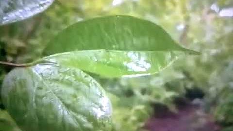ما تيسّر من سورة النمل بتجويد الشيخ الصديقي سيدي فوزي بما يوافق رواية حفص عن عاصم