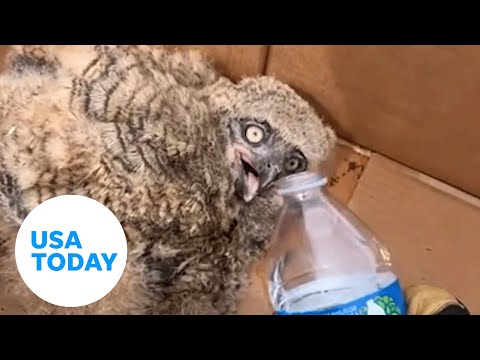 Brave firefighters save young owl from Massachusetts brush fire | USA TODAY