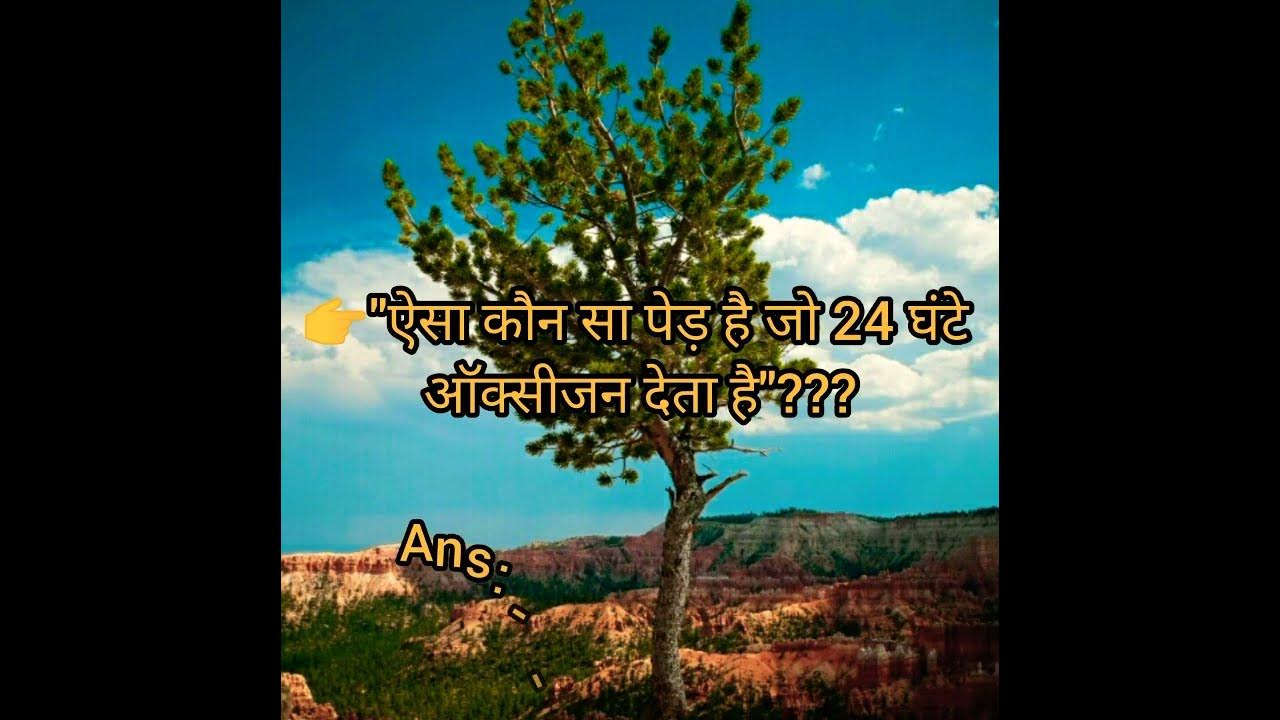 short-aisa-kaun-sa-ped-hai-jo-24-ghante-oxygen-deta-hai-ped-youtube