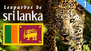 El Impresionante leopardo de Sri Lanka. #leopardo #cat #animalesfantasticos by BENILANDIA 2,807 views 1 year ago 8 minutes, 20 seconds
