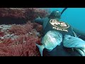 Algunos momentos del verano 2021 - Pesca submarina País Vasco - Spearfishing