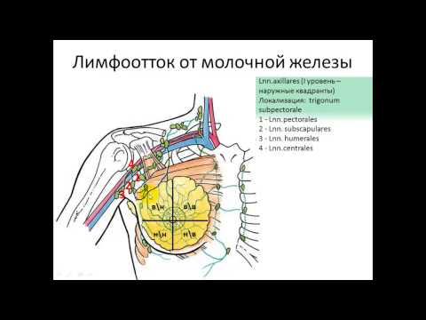 Бейне: Лейкотое: бұта «Радуга» және «Зеблид» («Скарлетта»), лейкотикалық аксиларлы және басқа түрлер. Отырғызу және кету. Күзде трансплантациялау