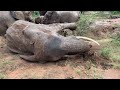 One Big Mud Party for the Elephants - As the Smallest to the Biggest Get Involved!