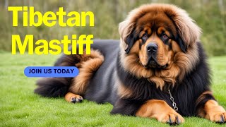 Tibetan Mastiff