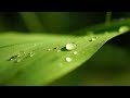 Understanding Plant Transpiration and the ECOSTRESS Mission