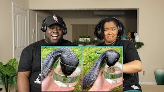 35 Scariest Animal Encounters You Need to See | Kidd and Cee Reacts