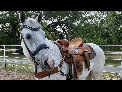 Video: Hvad skal man gøre, når man køber en hest