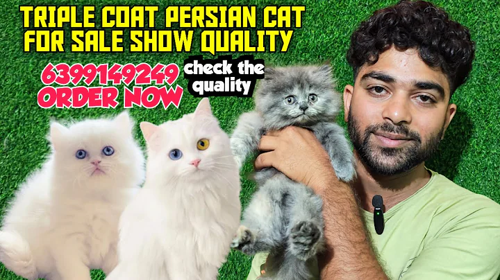 Video 11354611: doll face persian cat, quality russian blue, cat home