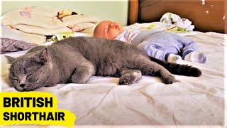 We like to sleep BRITISH SHORTHAIR by The Famous Tom 72 views 3 years ago 39 seconds