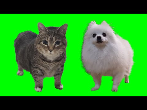 OIIA CAT VS OIIA DOG (Spinning Cat & Dog)