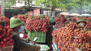 Ngã Ba Tân Hoa Tắc Đường Vải Rẻ, Bà Con Ngồi Đợi Giá l Vải Thiều Lục Ngạn Bắc Giang