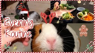 Guinea Pig Evening Routine | Christmas with the Piggies