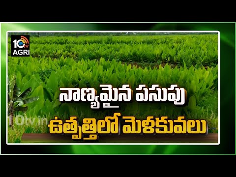 నాణ్యమైన పసుపు ఉత్పత్తిలో మెళకువలు: Agri Scientist Sudha Jacob | Matti Manishi | 10TV Agri