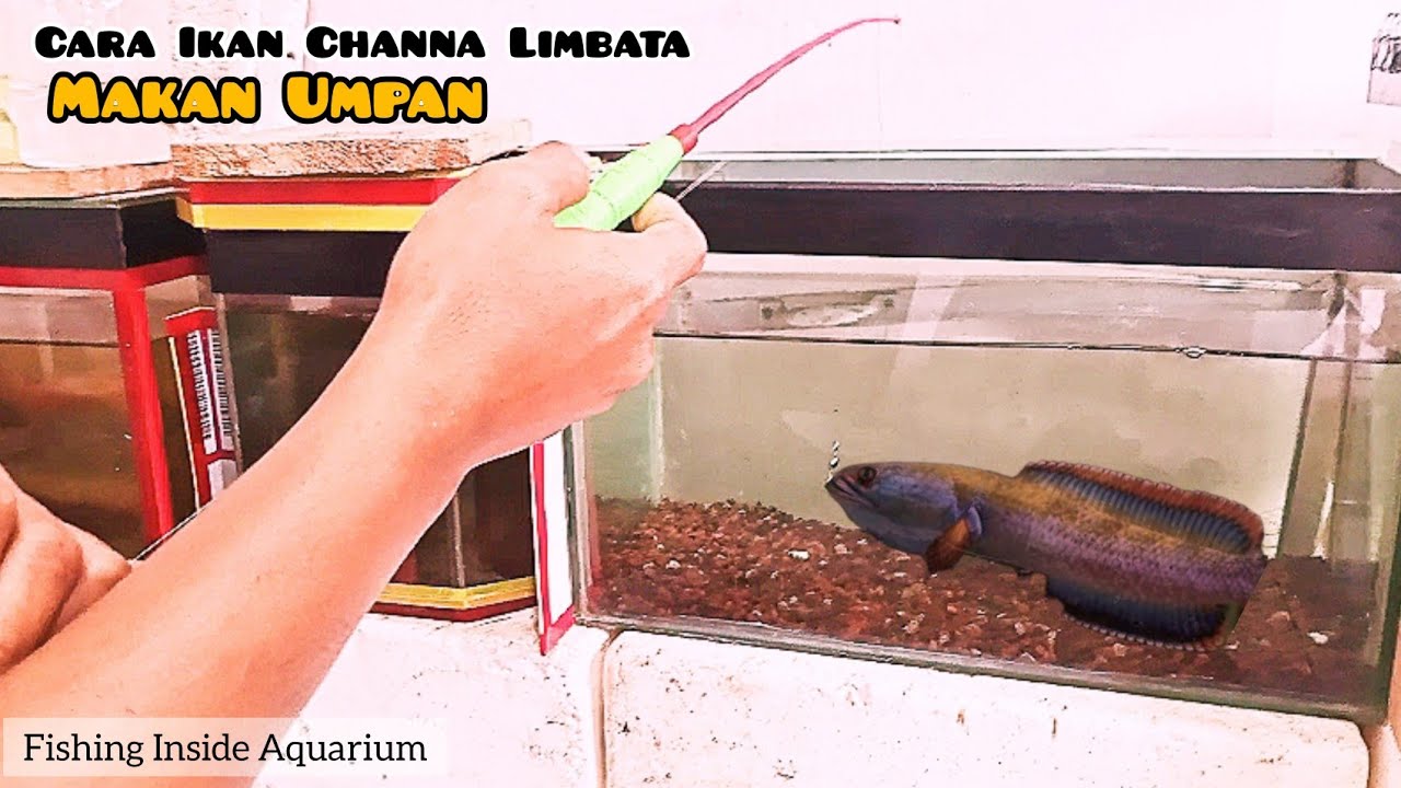 Mengamati Bagaimana Ikan Channa Limbata Makan Umpan Ketika Di Pancing