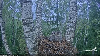 Pārsteigums mazā ērgļa ligzdā /A surprise in the nest of lesser Latvaijas valsts meži