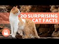 20 FACTS About CATS You Didn&#39;t Already Know 🐱💡