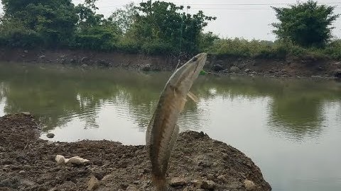 Lure Cá Lóc Bằng Cá Sắt Orochi | Snakehead fishing | Snakehead fishing with iron fishing bait