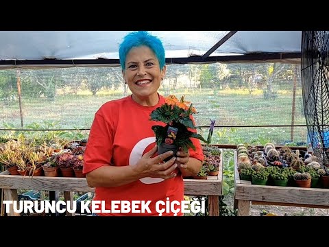 Video: At Kuyruğu Palmiyesinde Çiçeklenme - Bir At Kuyruğu Palmiye Ağacında Çiçeklenmeyi Öğrenin