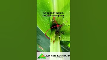 Fall army Worm in Maize 🌽 #agriculture #bscagriculture #maize #ajmpestdiary #damage #farmers