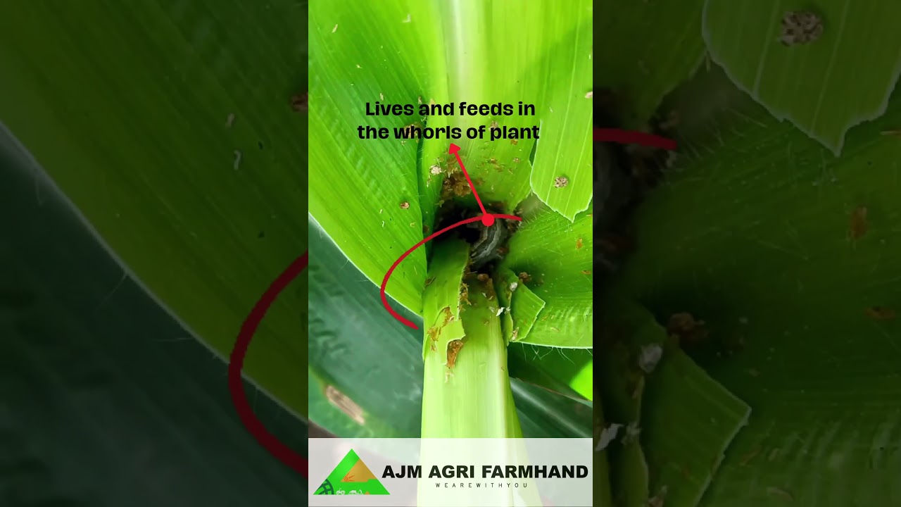 Fall army Worm in Maize 🌽 