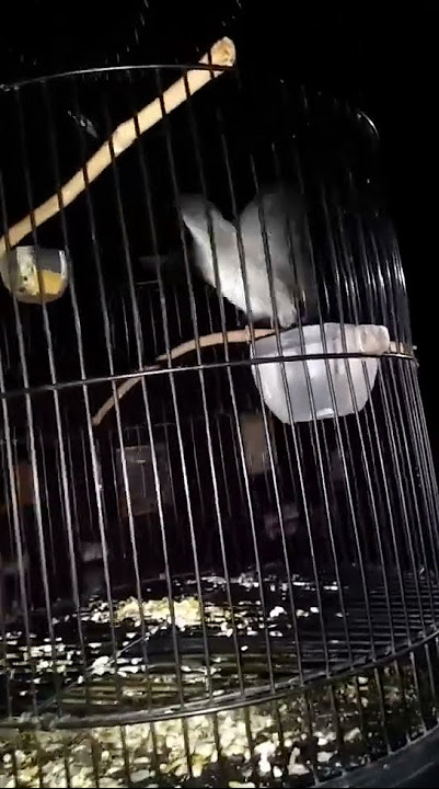 BURUNG SULINGAN BAMBU...