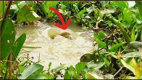 CÂU CÁ RÔ ĐỒNG, trúng ổ hurô mề ẩn nấp trong con kênh này |great fishing HQBL #125