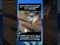 Big goat takes down opponent in one move?#foryou #fyp #animals #funny