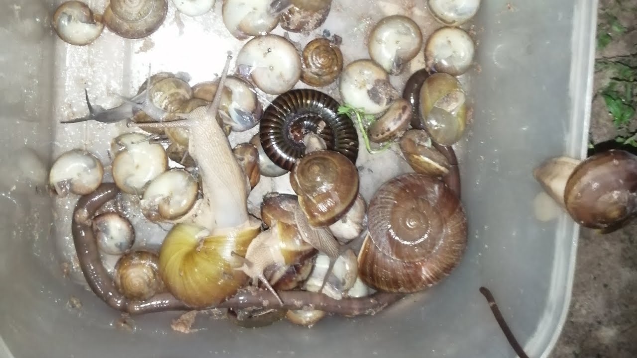 Discovery Insects Discovery insects near home - YouTube