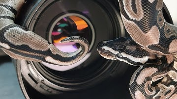 VPI Axanthic ball python