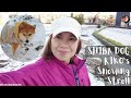 LIFESTYLE IN JAPAN WITH SHIBA INU SNOWFALL|BACK TO WORK
