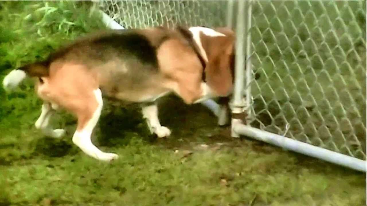 beagle climbing fence