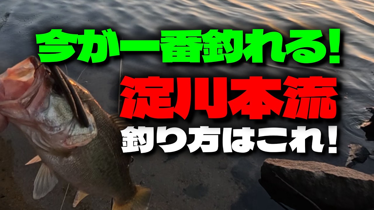 今が一番釣れる季節！おすすめの釣り方は？10/1＃淀川バス釣り＃ネコリグ