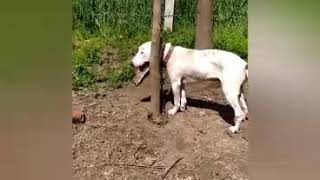 Bullterrier Male Sale