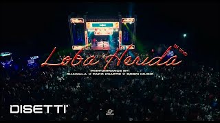 Loba Herida - Chawala & Sobri Music Papo Iriarte (En Vivo)