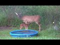 Doe and fawn at the pool 375