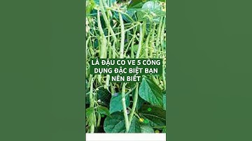 LÁ ĐẬU CO VE 5 CÔNG DỤNG ĐẶC BIỆT BẠN NÊN BIẾT