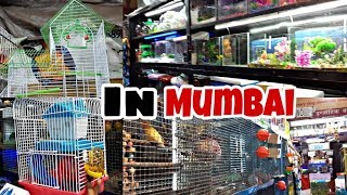 Imported Cages & Imported Aquariums|Cheapest Rate| In Mumbai by THE MMS VLOGS 54,082 views 5 years ago 11 minutes, 54 seconds