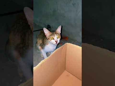 Video Tiếng mèo kêu đuổi chuột hung tợn | ĐVBN #shorts - youtube