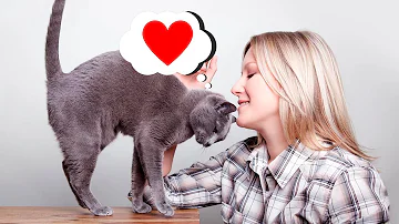 Как узнать любит ли вас кошка