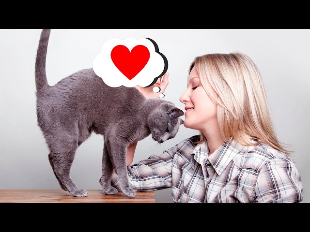 Как понять, что кошка тебя любит - YouTube
