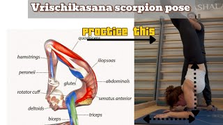 Scorpion Pose Tips, Tutorials, And Practice Inspiration Step By Step On Ist Vrischikasana