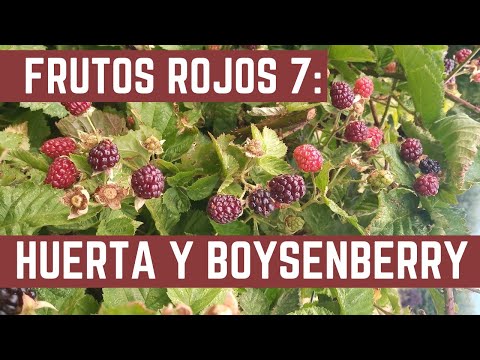 Video: Boysenberry: características de cultivo y aplicación