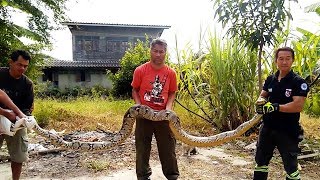 Famous Huge Python Caught Hiding In Bushes Profile
