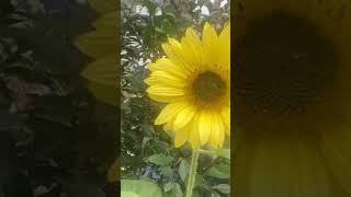 Sunflower after the rain